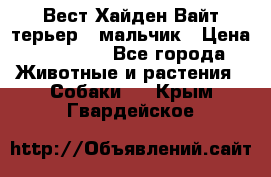 Вест Хайден Вайт терьер - мальчик › Цена ­ 35 000 - Все города Животные и растения » Собаки   . Крым,Гвардейское